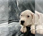 Small Photo #15 Dogo Argentino Puppy For Sale in SAN ANTONIO, TX, USA
