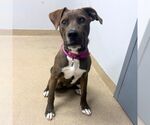 KORRA - Female Labrador Retriever Dog for Adoption - Small photo