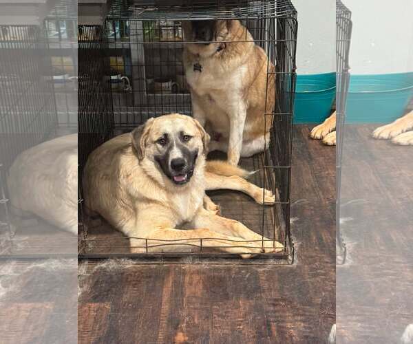 Medium Photo #8 Anatolian Shepherd-Great Pyrenees Mix Puppy For Sale in Higley, AZ, USA
