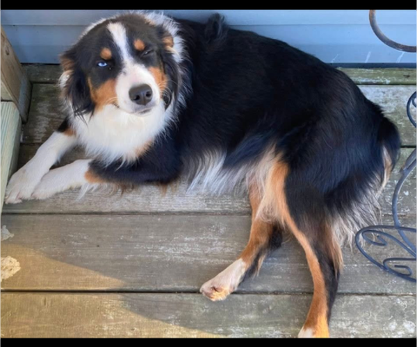 Medium Photo #1 Miniature Australian Shepherd Puppy For Sale in PERRY, AR, USA