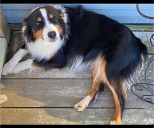 Mother of the Miniature Australian Shepherd puppies born on 05/04/2025