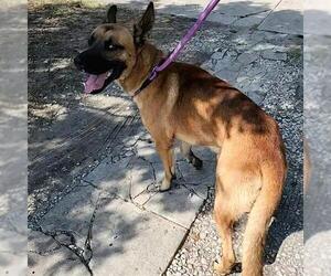 German Shepherd Dog-Unknown Mix Dogs for adoption in San Antonio, TX, USA