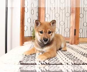 Shiba Inu Puppy for sale in NAPLES, FL, USA