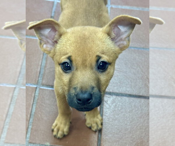 Medium Photo #3 Mutt Puppy For Sale in Jefferson, NJ, USA