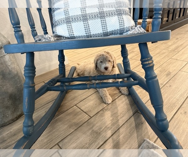 Medium Photo #11 Double Doodle Puppy For Sale in BULVERDE, TX, USA