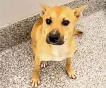 Small #1 German Shepherd Dog Mix