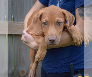 Raven - Female Labralas Dog for Adoption - Photo #3
