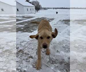 Labrador Retriever Puppy for sale in MORRILL, KS, USA