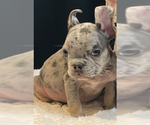 Small #6 French Bulldog