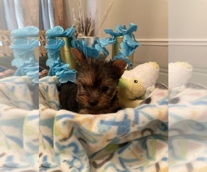 Yorkshire Terrier Litter for sale in ORLANDO, FL, USA