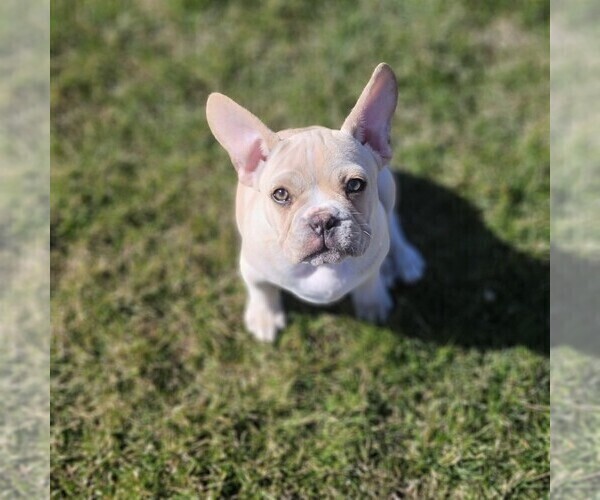 Medium Photo #2 French Bulldog Puppy For Sale in NISKAYUNA, NY, USA