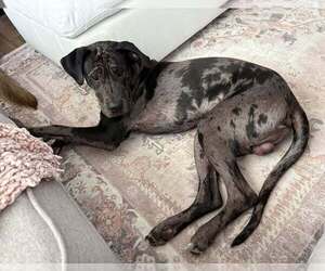 Great Dane Dogs for adoption in Holly Springs, NC, USA