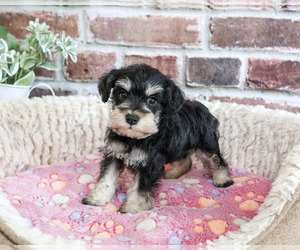 Schnauzer (Miniature) Puppy for sale in SYRACUSE, IN, USA
