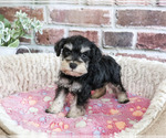 Small Schnauzer (Miniature)