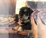 Small Photo #6 Schnauzer (Miniature) Puppy For Sale in SARASOTA, FL, USA