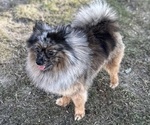 Small Photo #1 Pomeranian Puppy For Sale in WOONSOCKET, RI, USA