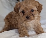 Small #8 Cavapoo (Miniature)