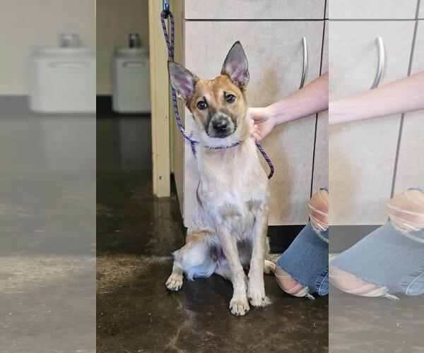 Medium Photo #1 Jack Russell Terrier-Unknown Mix Puppy For Sale in Rockwall, TX, USA