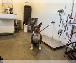 American Pit Bull Terrier-Unknown Mix Dogs for adoption in Corona, CA, USA