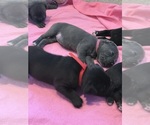 Small #14 Cane Corso