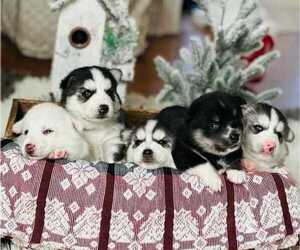 Pomsky Puppy for sale in DUBLIN, OH, USA
