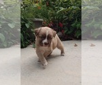 Small Photo #1 Black Mouth Cur-Labrador Retriever Mix Puppy For Sale in DUNNELLON, FL, USA