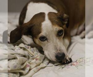 Basset Hound-Unknown Mix Dogs for adoption in San Antonio, TX, USA