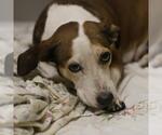 Small Basset Hound Mix
