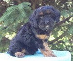Puppy Noble Cavapoo