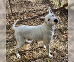 Small #1 Mutt