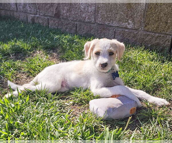 Medium Photo #5 Mutt Puppy For Sale in Corona, CA, USA