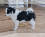 Small #4 Pomsky