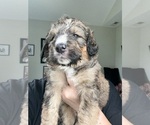 Small #1 Bernedoodle