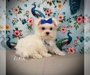 Maltese Puppy for sale in WINNSBORO, LA, USA