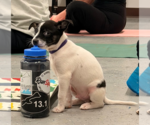Small #10 Mutt