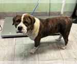 Small American Bulldog Mix