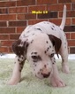 Small Photo #18 Dalmatian Puppy For Sale in ELKMONT, AL, USA