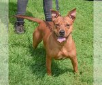 Small Photo #11 American Staffordshire Terrier-Red Heeler Mix Puppy For Sale in Huntley, IL, USA