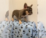 Small Photo #3 French Bulldog Puppy For Sale in LUCAS, TX, USA