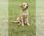 Small #3 Retriever  Mix