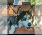 Small #11 Siberian Husky Mix
