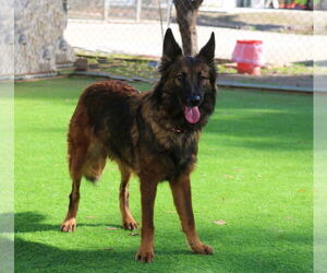 Harper - Female German Shepherd Dog Dog for Adoption - Photo #3