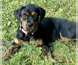 Rottweiler-Unknown Mix Dogs for adoption in Okolona, MS, USA