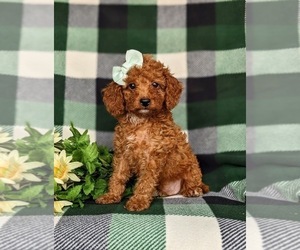 Cock-A-Poo Puppy for sale in KIRKWOOD, PA, USA