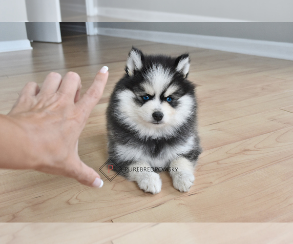 Medium Photo #3 Pomsky Puppy For Sale in KANSAS CITY, MO, USA