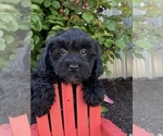 Small #3 Lhasa-Poo