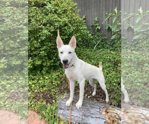 Medium Photo #1 German Shepherd Dog-Unknown Mix Puppy For Sale in San Diego, CA, USA
