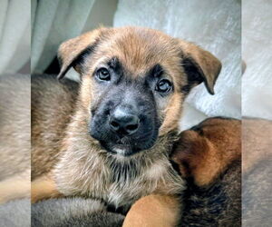Medium German Shepherd Dog Mix
