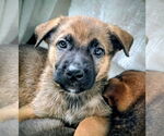 Small German Shepherd Dog Mix