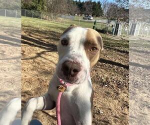 American Staffordshire Terrier-Unknown Mix Dogs for adoption in Front Royal, VA, USA